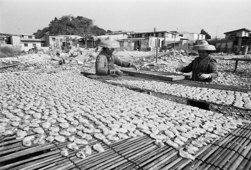 Lau Fau Shan oyster farmers drying oysters under the sun. Around 3,000 people in Lau Fau Shan depend on the oyster industry for their livelihood.